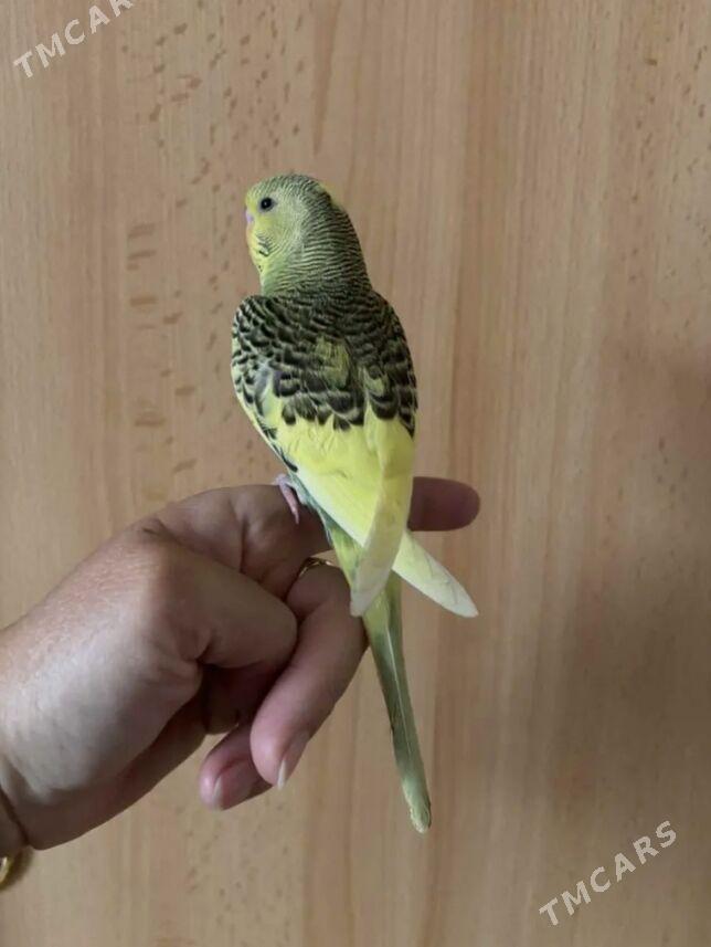 popugay sowgatlyk guslar - Ашхабад - img 3