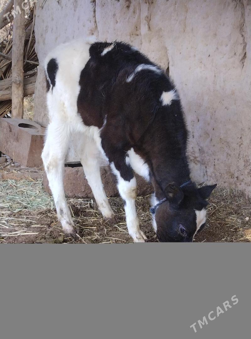 Simental garylan gole. - Сакар - img 2