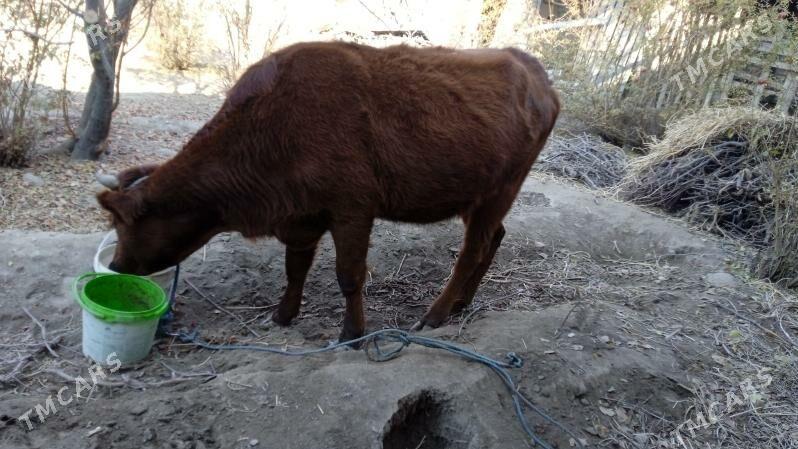 Gunajyn - Саят - img 2