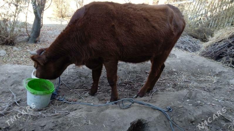 Gunajyn - Саят - img 3