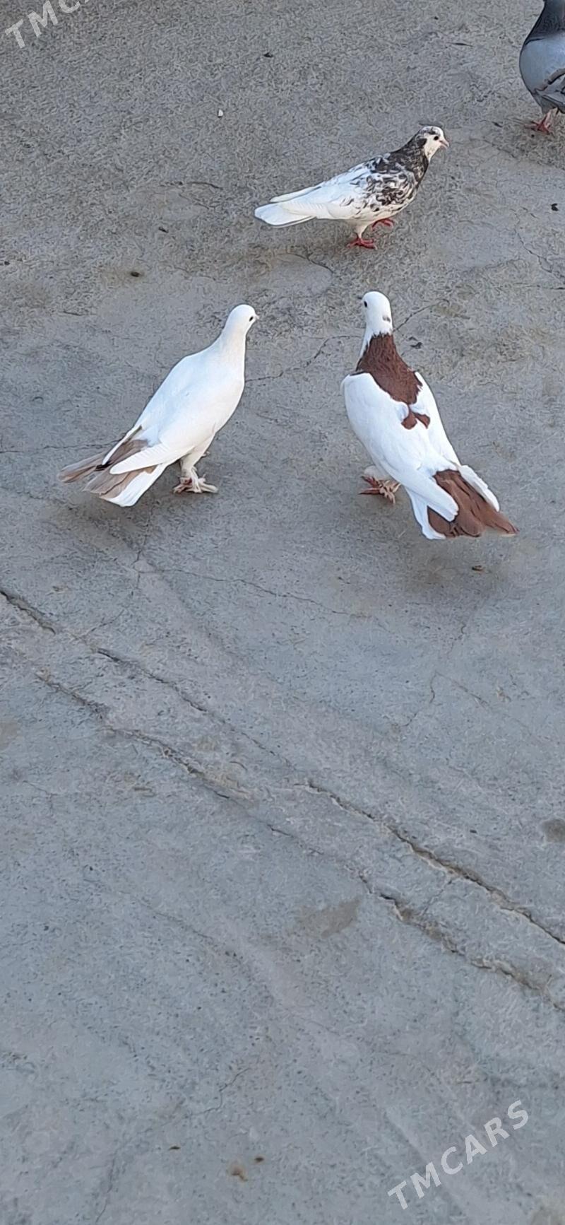 kepderi - Ашхабад - img 3