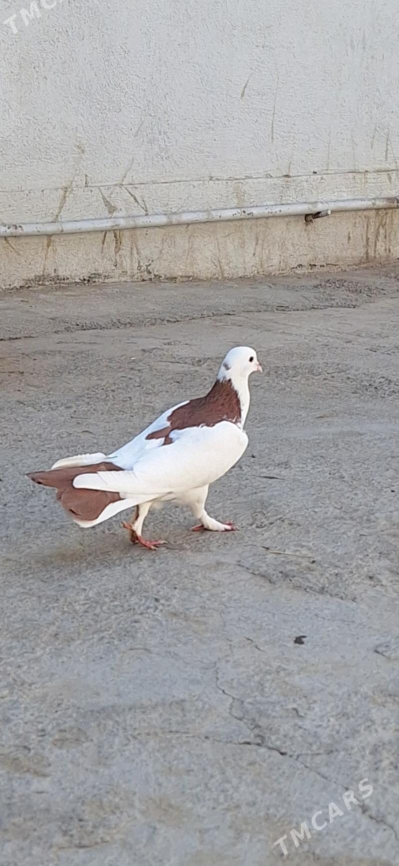 kepderi - Ашхабад - img 5