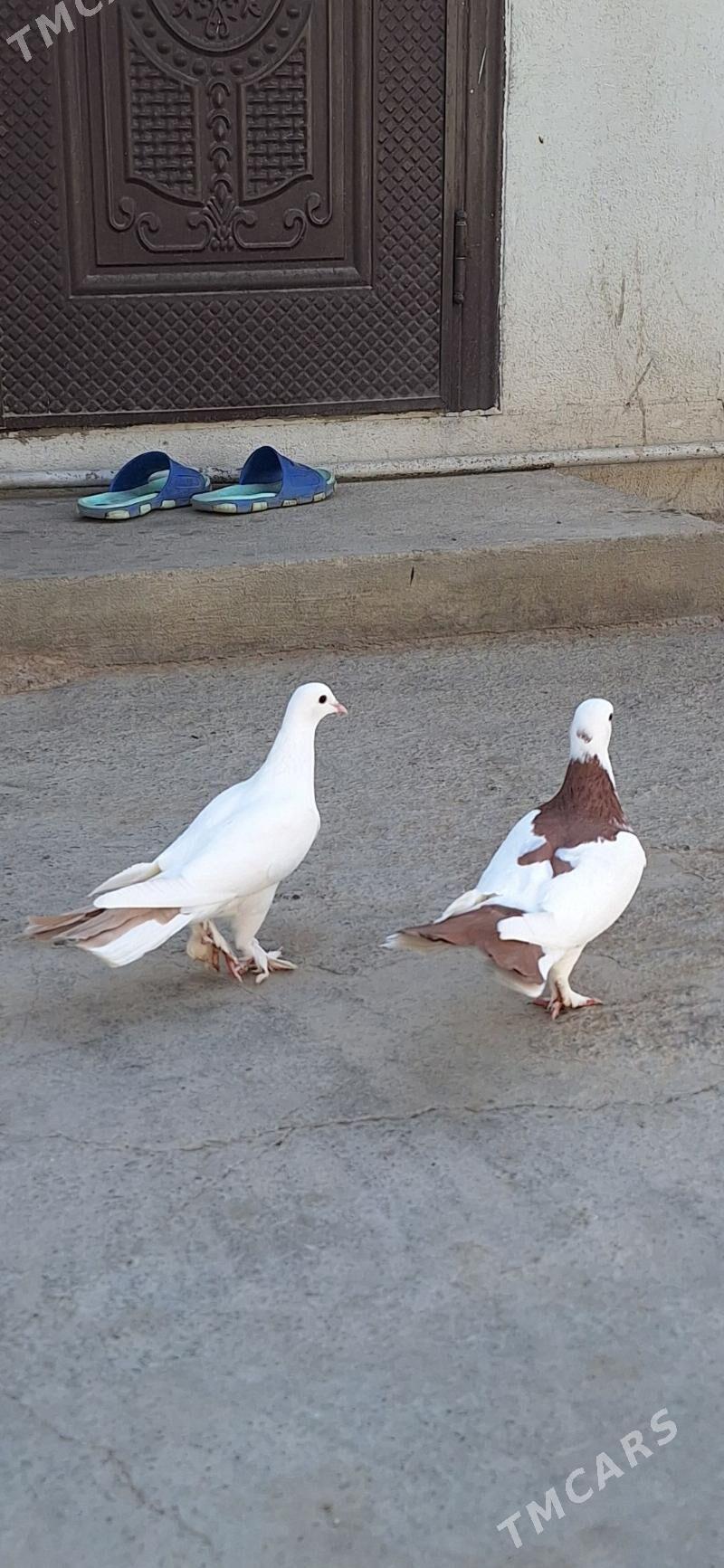 kepderi - Ашхабад - img 2