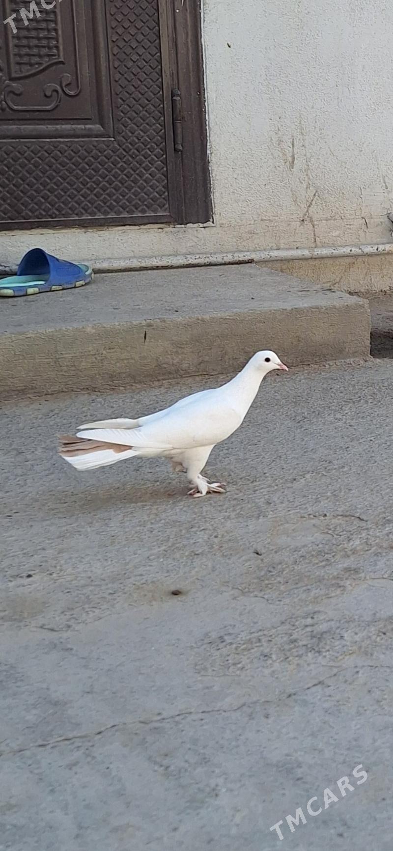 kepderi - Ашхабад - img 4