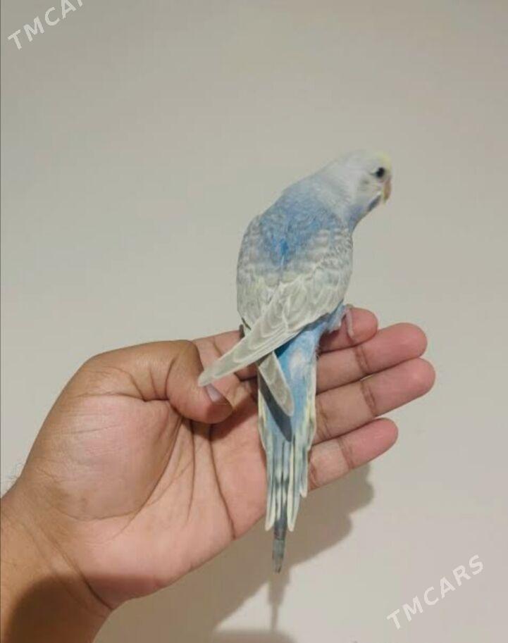 popugay guslar kletkalar - Aşgabat - img 3