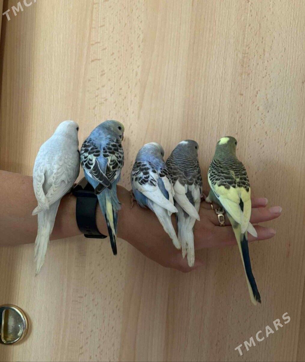 popugay guslar kletkalar - Aşgabat - img 4
