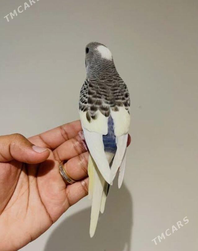 popugay guslar kletkalar - Aşgabat - img 2