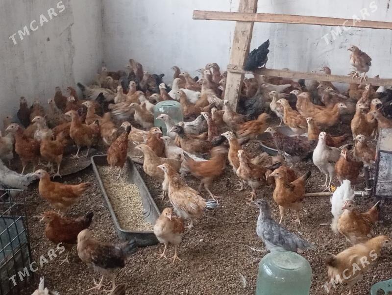 Elin juyje iki yarym aylyk - Gökdepe - img 2