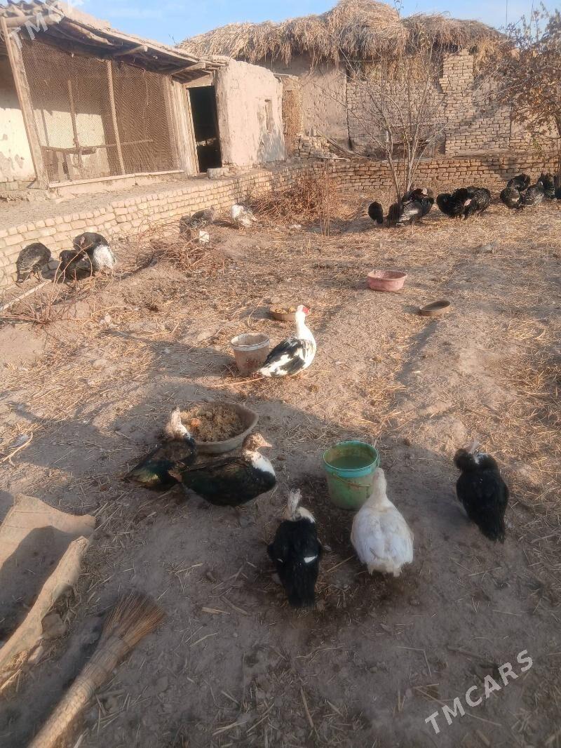 индюшка - Шабатский этрап - img 2