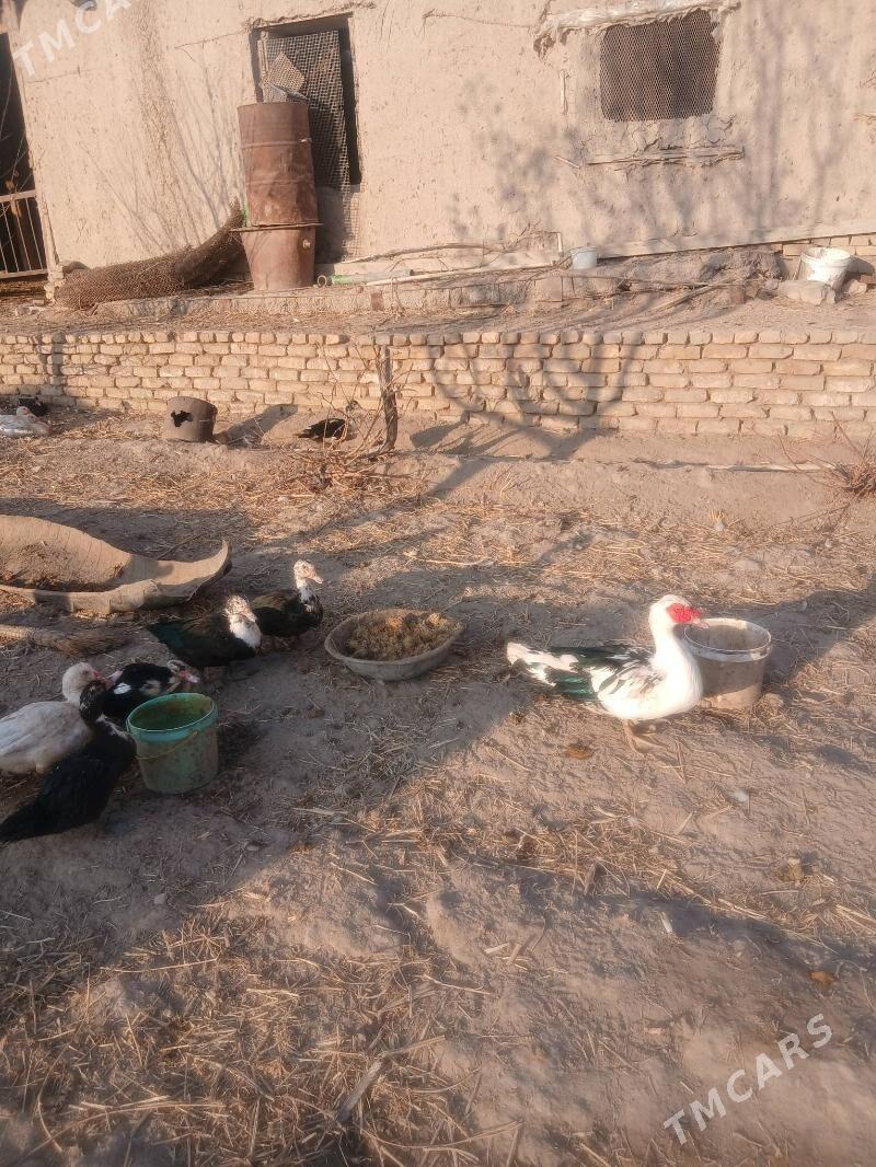 индюшка - Шабатский этрап - img 4