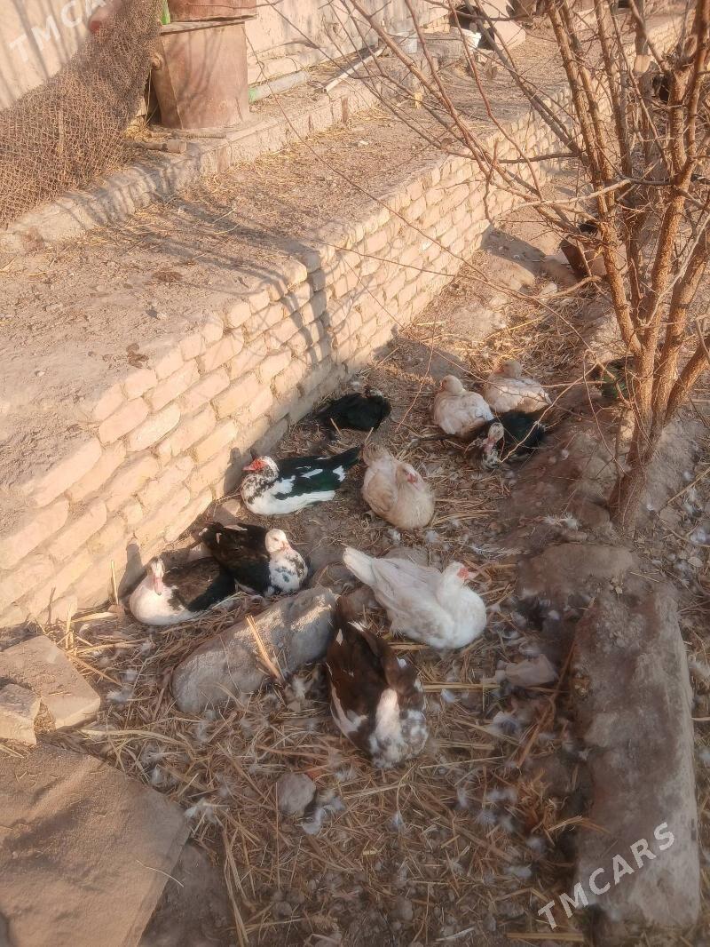 индюшка - Шабатский этрап - img 3