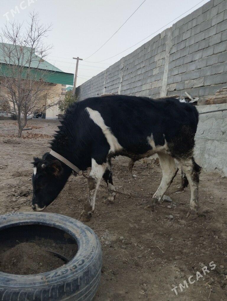 okuz - Bagyr - img 3