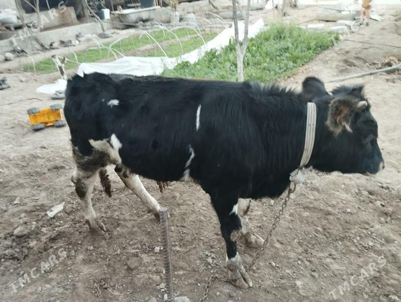 okuz - Bagyr - img 1