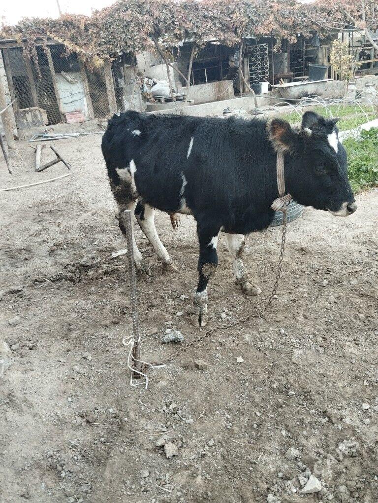 okuz - Bagyr - img 2