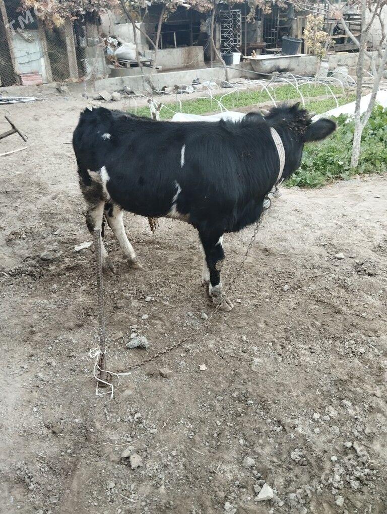 okuz - Bagyr - img 4