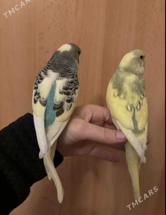 popugay sowgatlyk guslar - Ашхабад - img 2