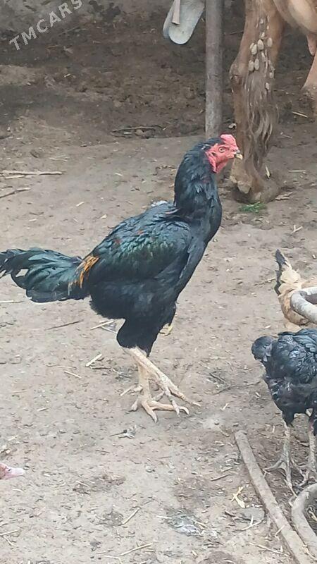 taskent - Ашхабад - img 3