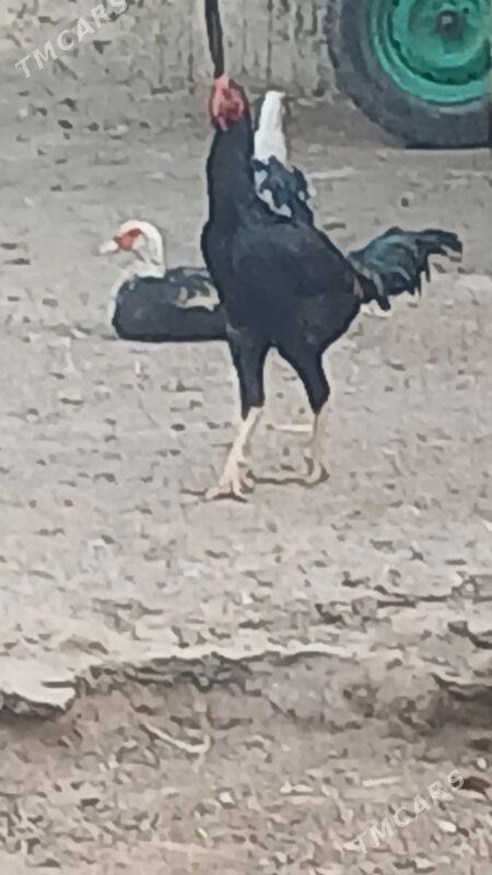 taskent - Ашхабад - img 4