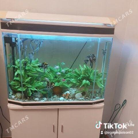 Аквариум - Ашхабад - img 2