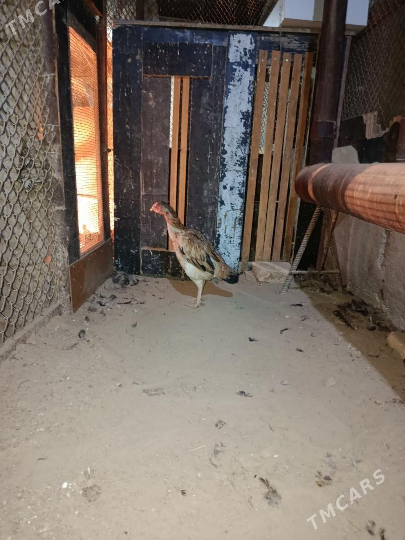 taskent towuk - Ашхабад - img 2