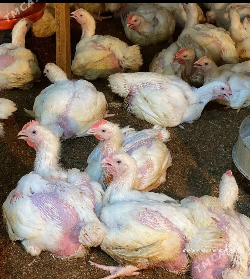 juje broller - Херрикгала - img 2