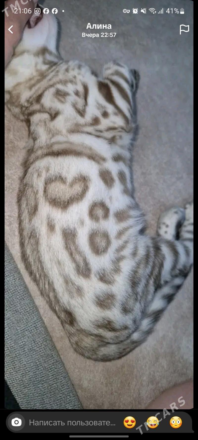 снежные бенгальские котята - Ашхабад - img 3