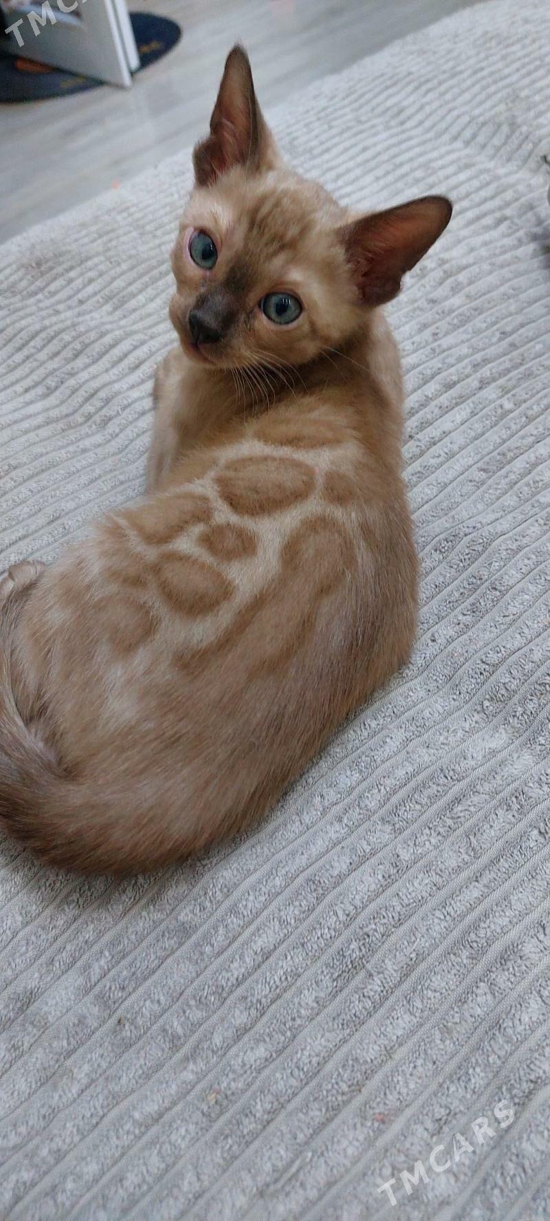 снежные бенгальские котята - Ашхабад - img 10