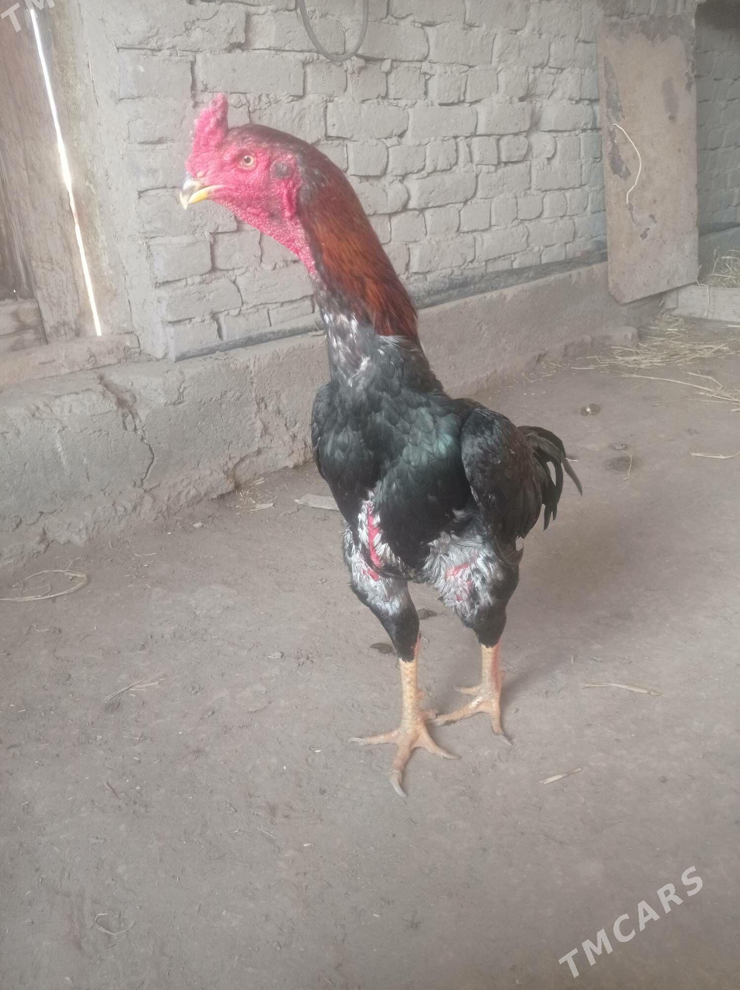 Horaz - Şabat etr. - img 2