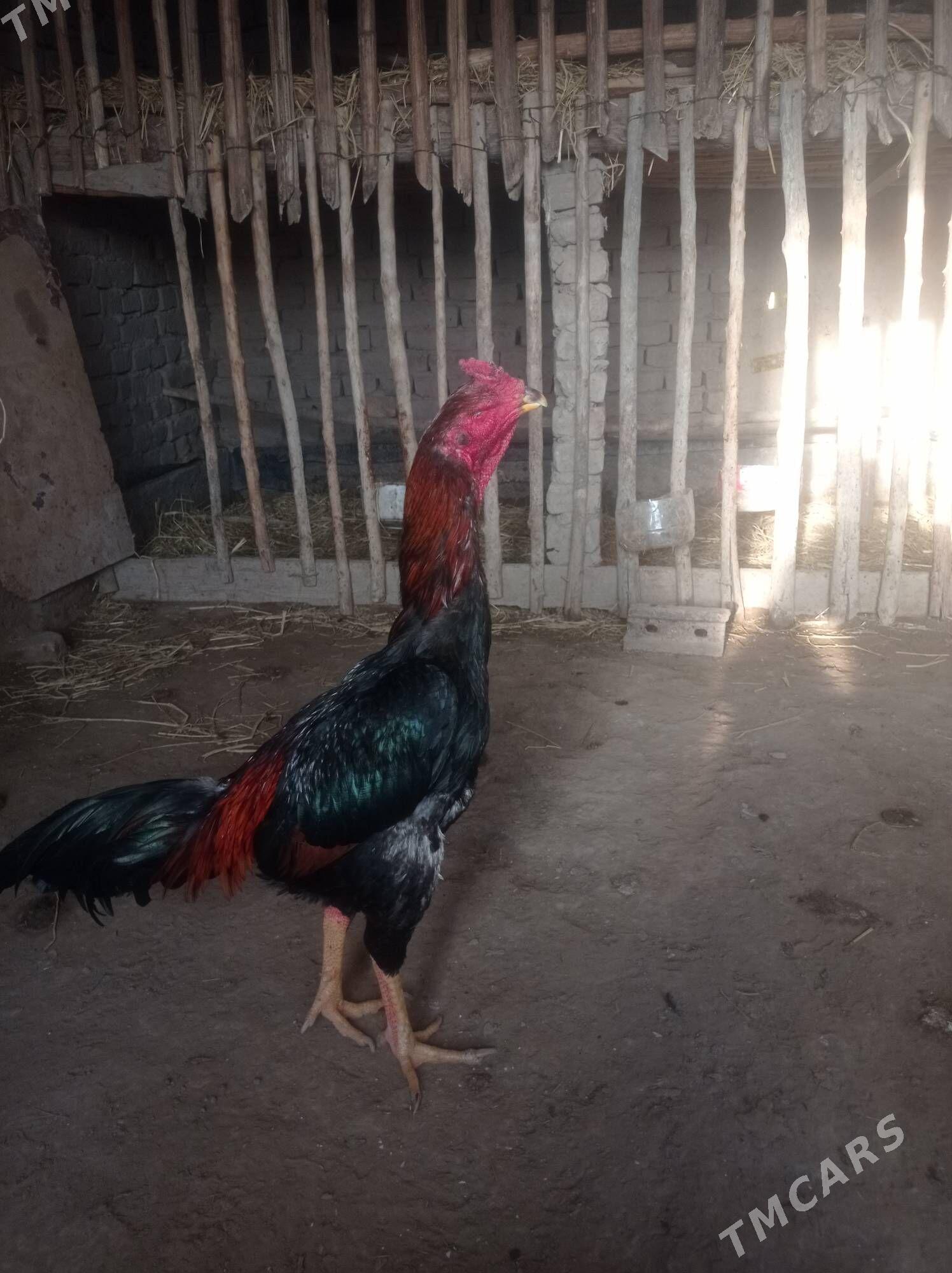 Horaz - Şabat etr. - img 3