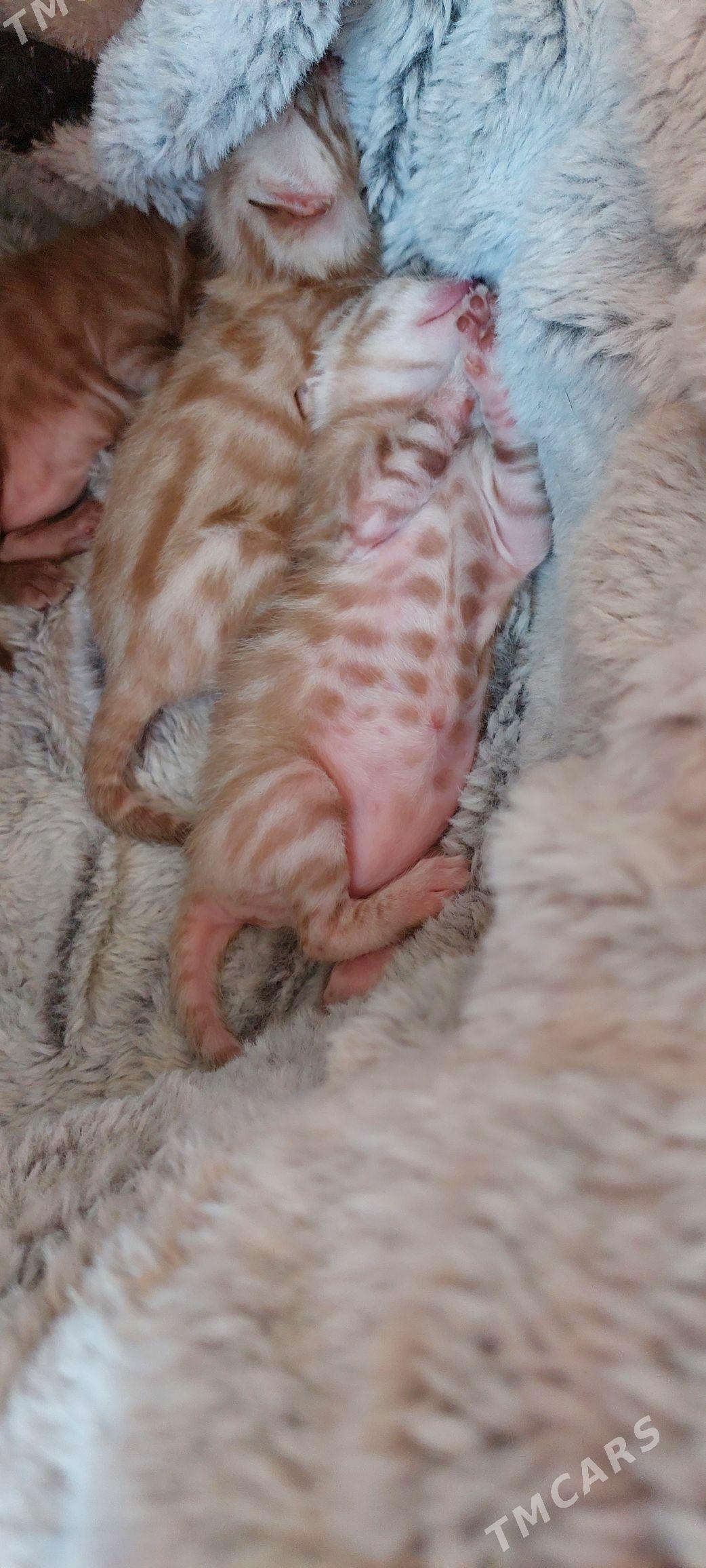 снежные бенгальские котята - Ашхабад - img 4