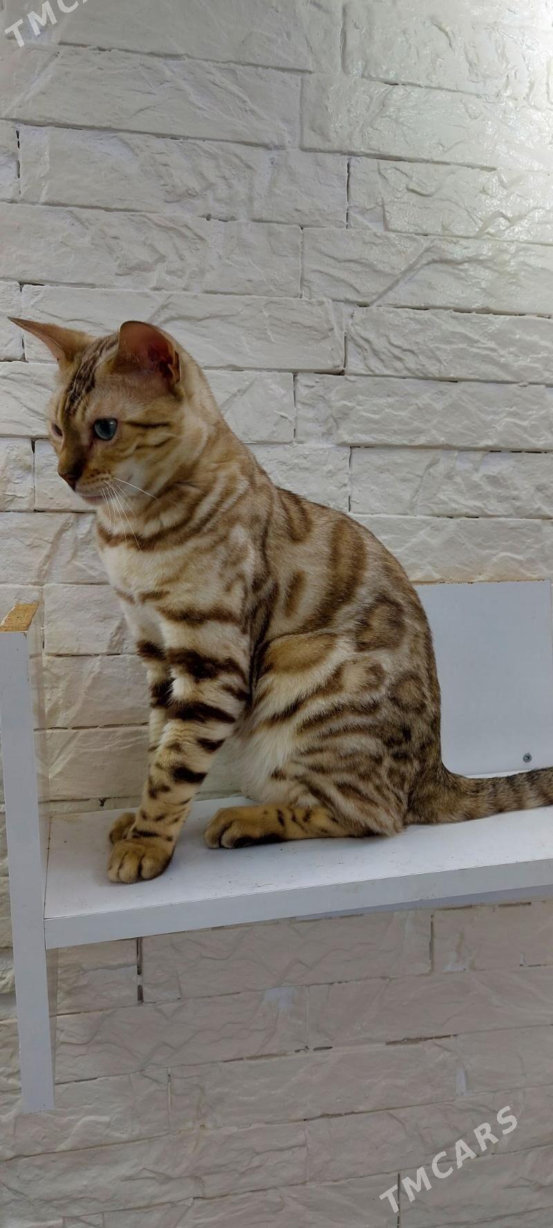 снежные бенгальские котята - Ашхабад - img 2