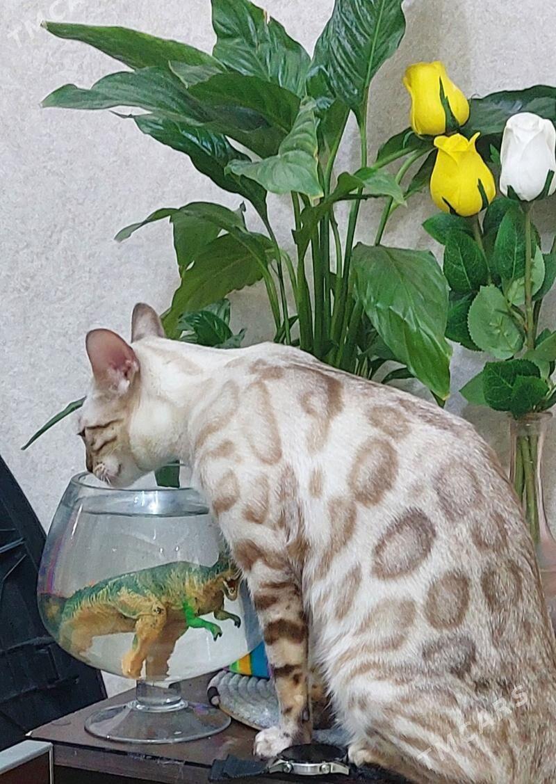 снежные бенгальские котята - Ашхабад - img 9