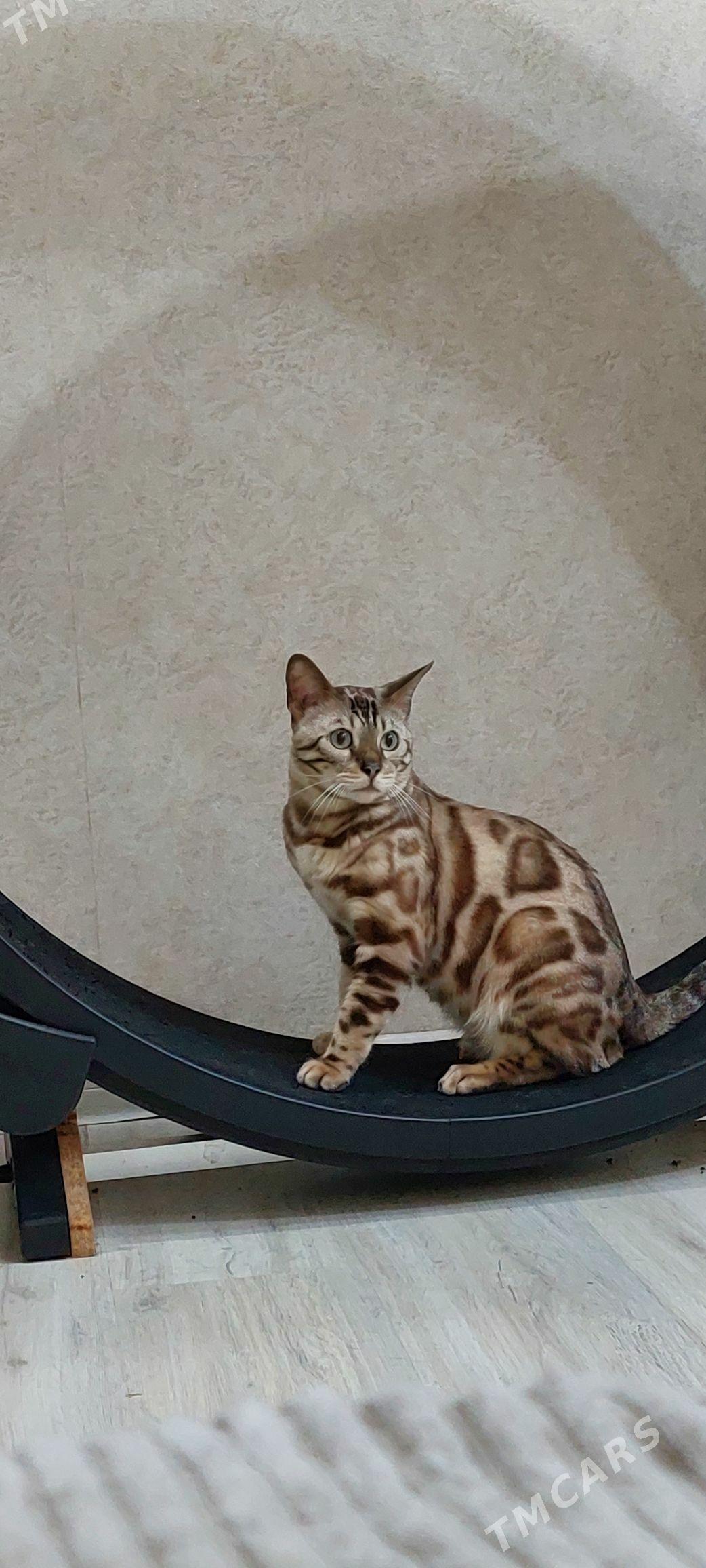 снежные бенгальские котята - Ашхабад - img 7