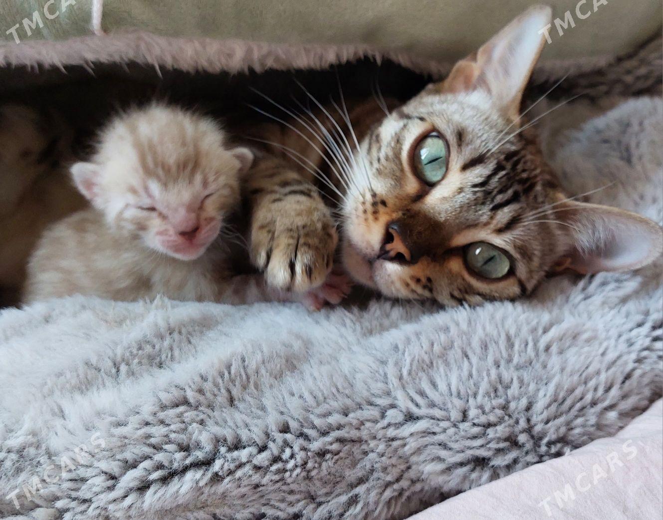 снежные бенгальские котята - Ашхабад - img 6