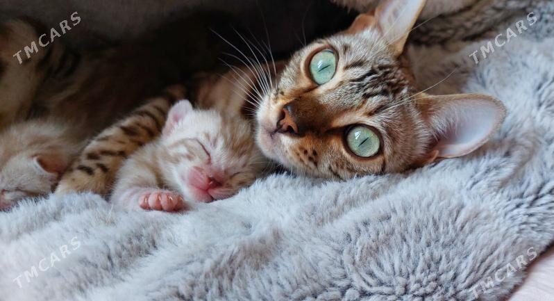 снежные бенгальские котята - Ашхабад - img 5