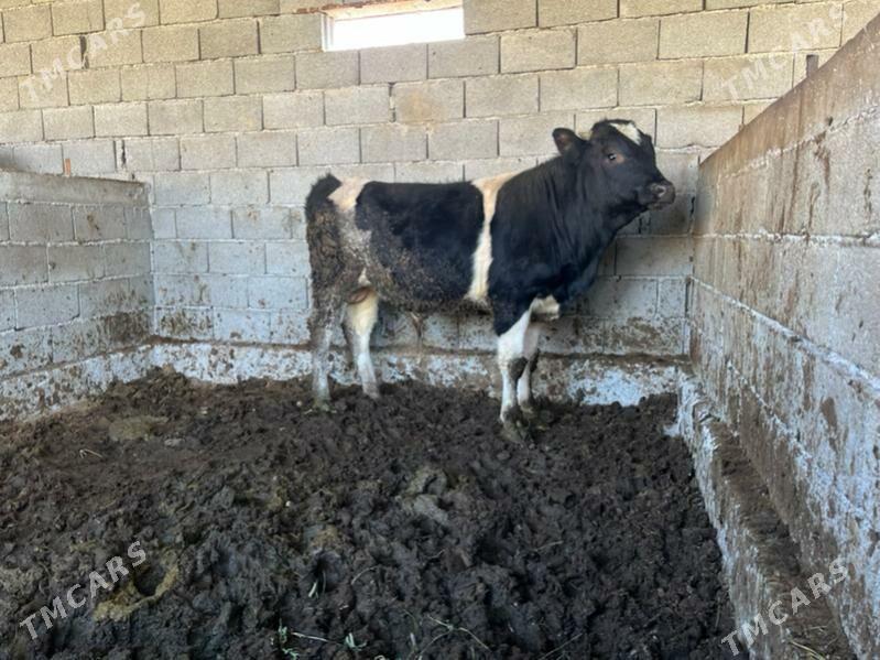 Ala okuz - Aşgabat - img 3