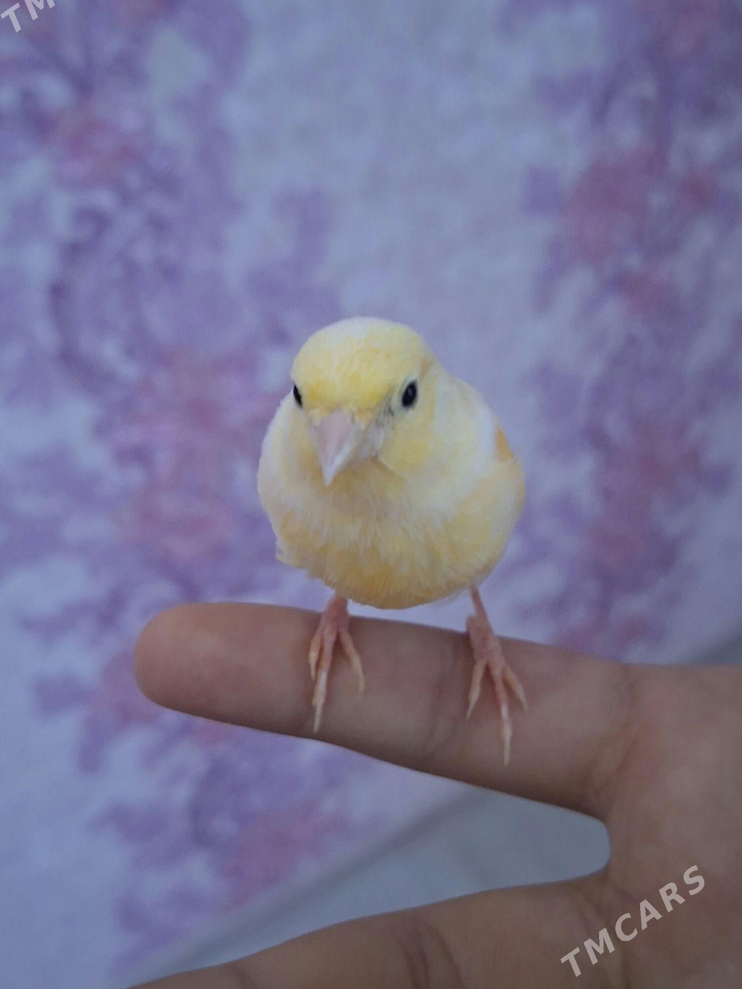 Kanareyka - Ашхабад - img 3