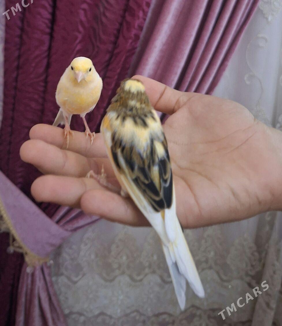 Kanareyka - Ашхабад - img 2