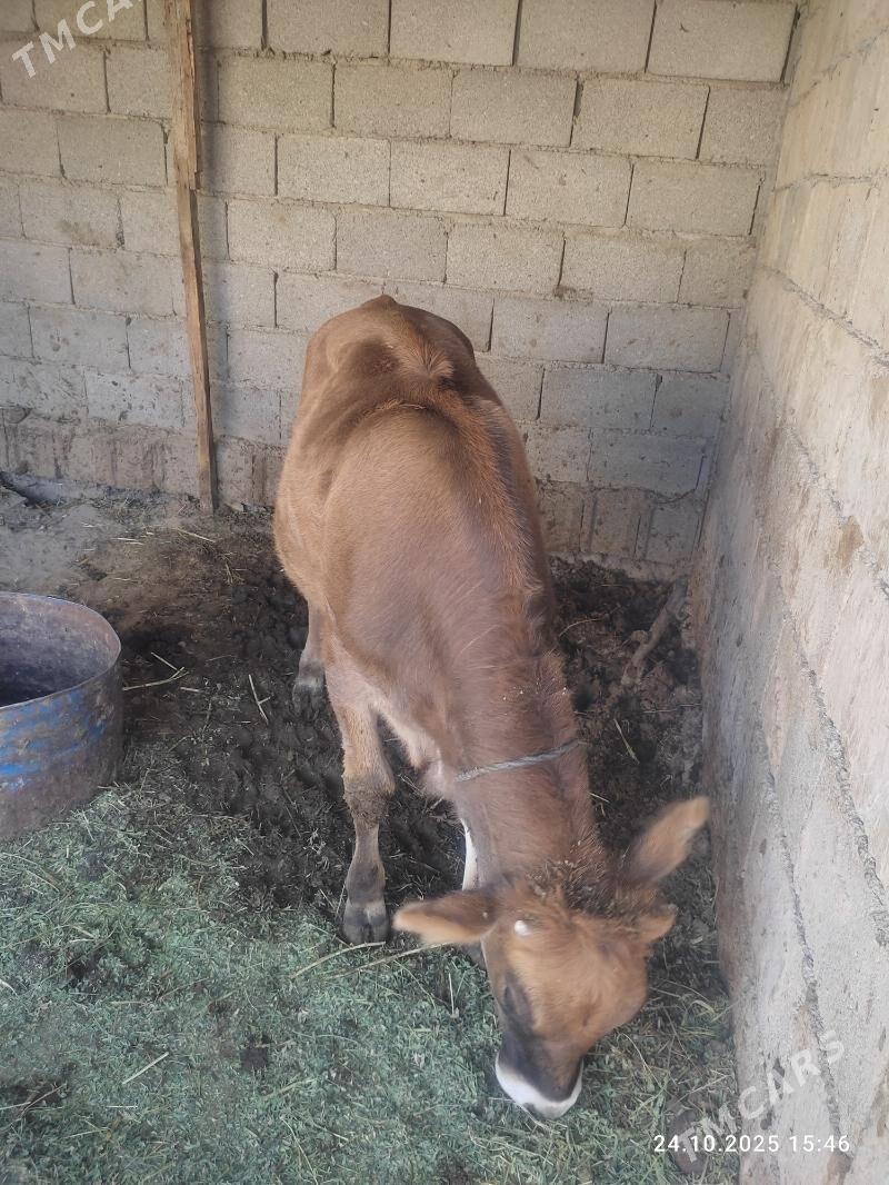 tuwe - Бузмеин - img 2