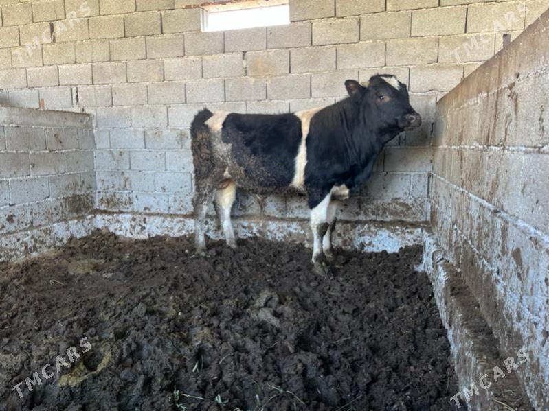 Ala okuz - Aşgabat - img 7