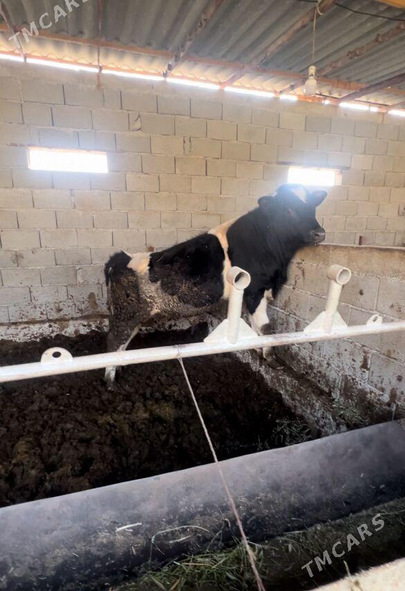 Ala okuz - Aşgabat - img 8