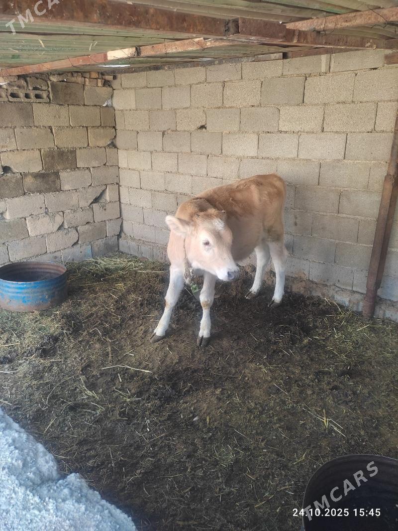 tuwe - Büzmeýin - img 3