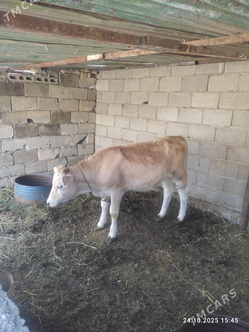 tuwe - Büzmeýin - img 2