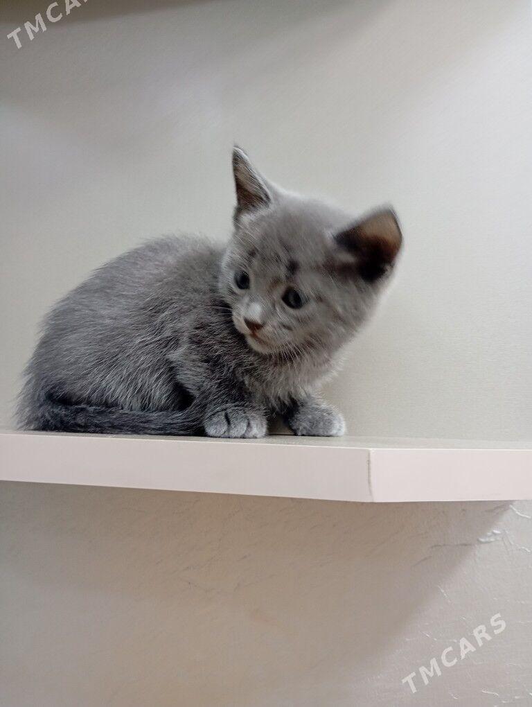 котёнок (2 месяца)породистый - Туркменбаши - img 2