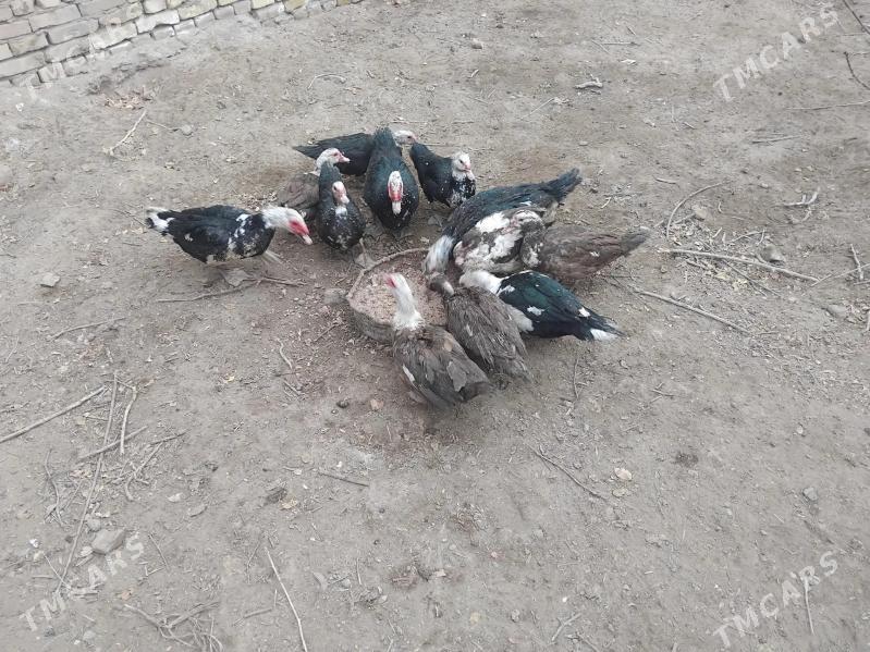 Ordek muskus - Керки - img 3