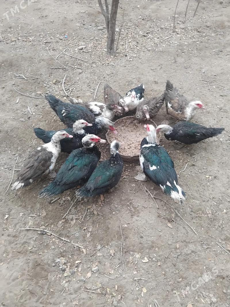 Ordek muskus - Kerki - img 1