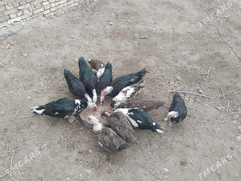 Ordek muskus - Керки - img 2