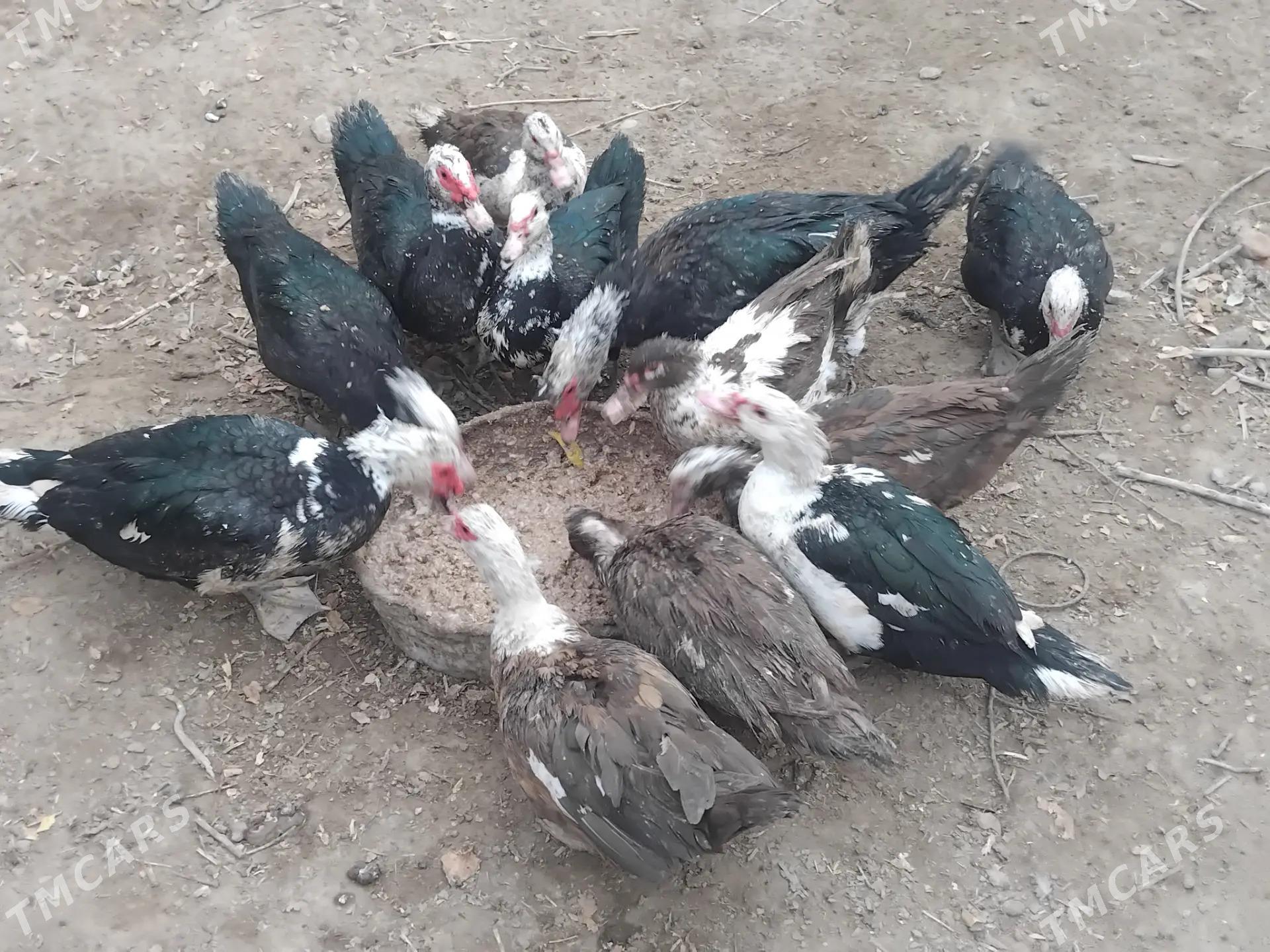 Ordek muskus - Керки - img 4