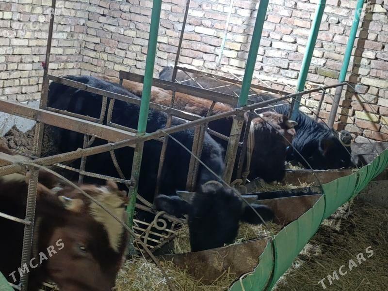 Okuzler - Туркменабат - img 3