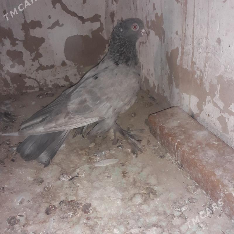 голбы - Mary - img 6